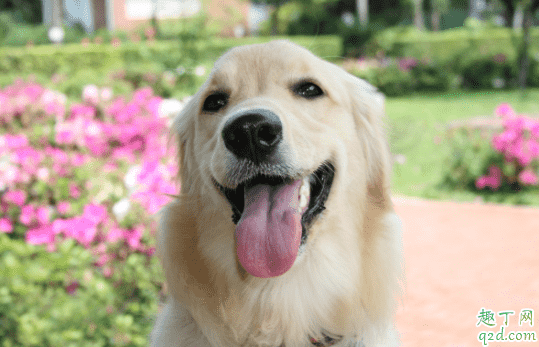 得了犬瘟的狗狗腳掌會出現(xiàn)什么癥狀 犬瘟熱治愈后是否終身攜帶病毒1