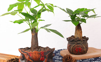 金錢樹(shù)能不能水培 金錢樹(shù)水養(yǎng)怎么養(yǎng)