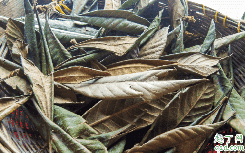 服用枇杷葉為何一定要去毛 枇杷葉上的毛怎么洗凈2