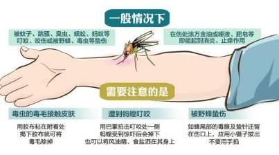 被毒蚊子咬了怎么辦？蚊子咬了怎么消腫止癢
