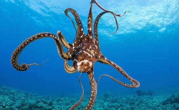 為什么說章魚是四維生物？章魚的特點
