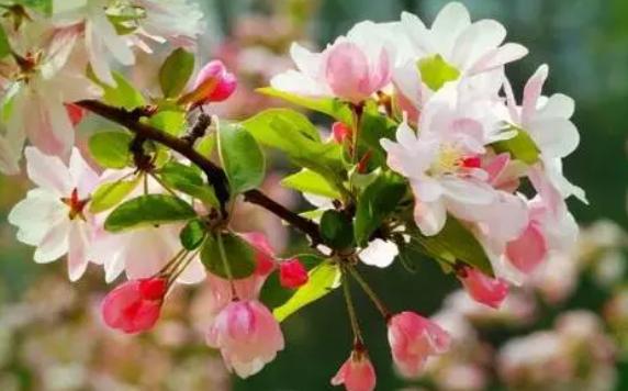 海棠花為什么叫斷腸花？夏天海棠花怎么養